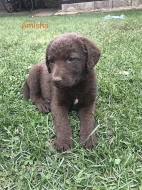 chasapeake bay retriever