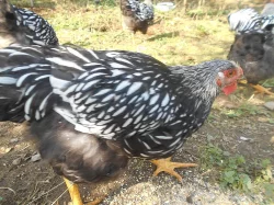 WYANDOTKY velké stříbrné černě lemované, prodám