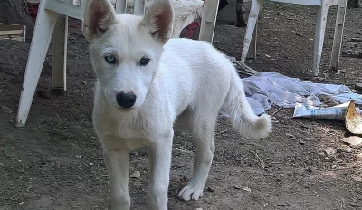 Sibiřský husky štěně.