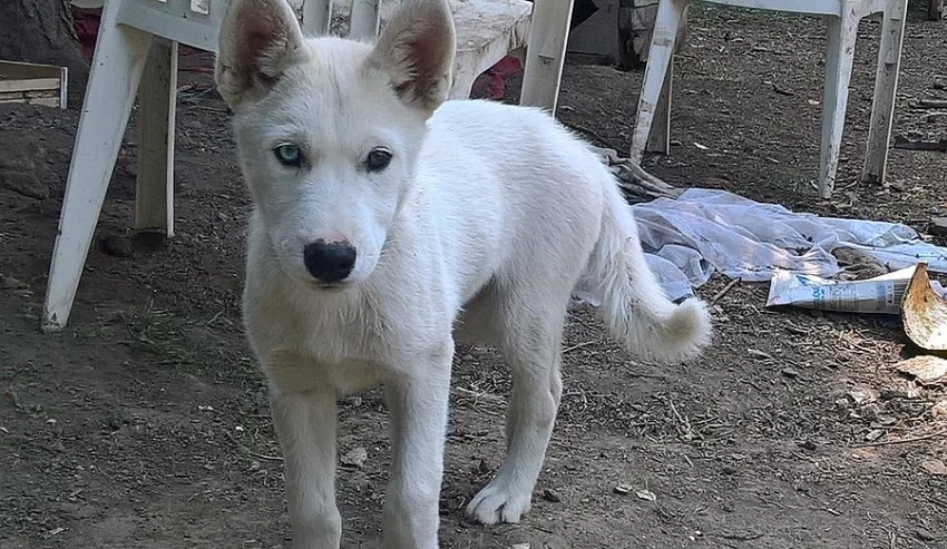 Sibiřský husky štěně.