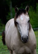 Prodám appaloosa kobylku