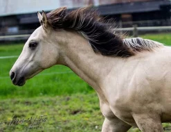 Prodám appaloosa kobylku