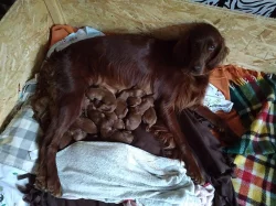 Štěně Irský setr bez PP