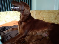 Štěně Irský setr bez PP