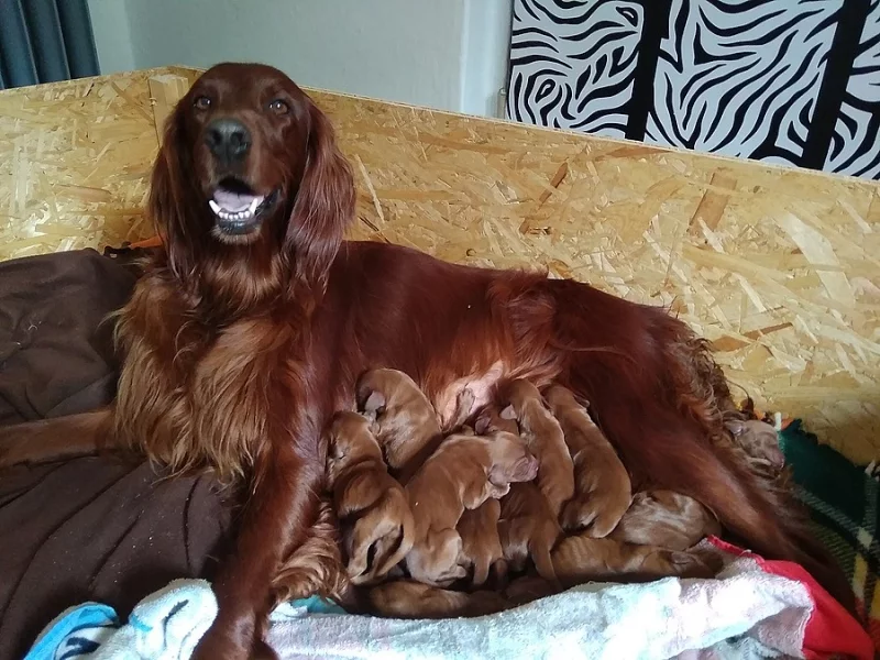 Štěně Irský setr bez PP