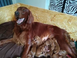 Štěně Irský setr bez PP