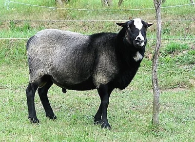 Romanovský plemenný beran
