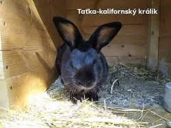Miminka králíčků vymazlená