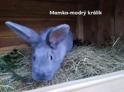 Miminka králíčků vymazlená