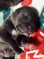 American bully XL s Pp
