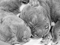 American bully XL s Pp