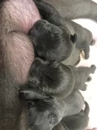 American bully XL s Pp