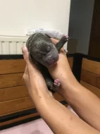American bully XL s Pp