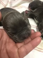 American bully XL s Pp