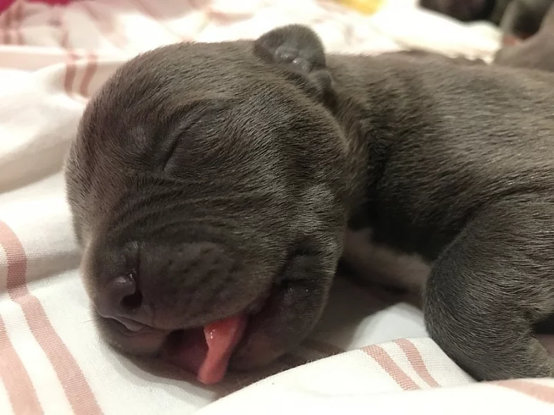 American bully XL s Pp