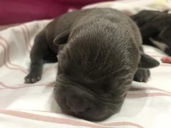 American bully XL s Pp