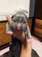 American bully XL s Pp