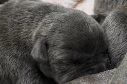 American bully XL s Pp
