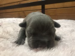 American bully XL s Pp