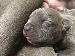 American bully XL s Pp