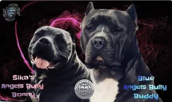 American bully XL s Pp