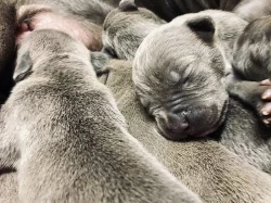 American bully XL s Pp