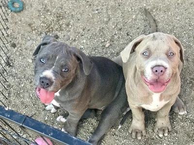 American Bully XL s Pp
