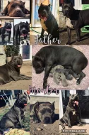 American Bully XL s Pp