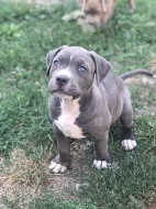 American Bully XL s Pp