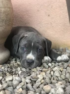 American Bully XL s Pp