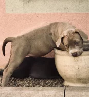 American Bully XL s Pp
