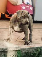 American Bully XL s Pp