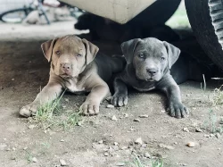 American Bully XL s Pp