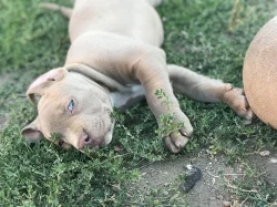 American Bully XL s Pp