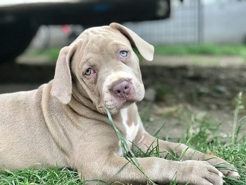 American Bully XL s Pp