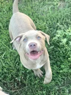 American Bully XL s Pp