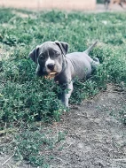 American Bully XL s Pp