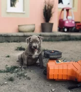 American Bully XL s Pp