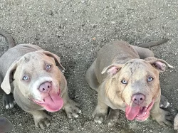 American Bully XL s Pp