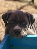 American Bully XL s Pp