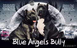 American Bully XL s Pp
