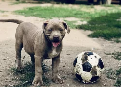 American Bully XL s Pp