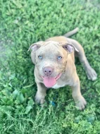 American Bully XL s Pp