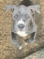American Bully XL s Pp