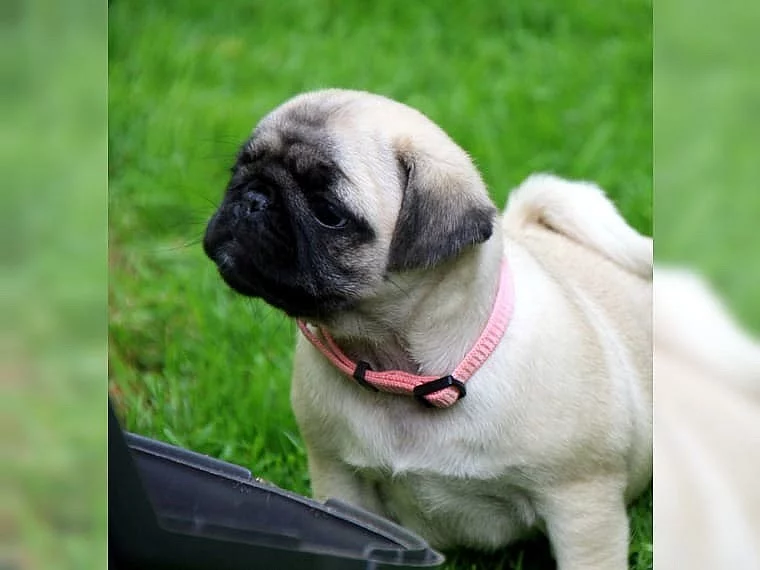 Mops štěňata, zdravá a s doklady