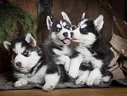 krásné sibiřský husky štěňata