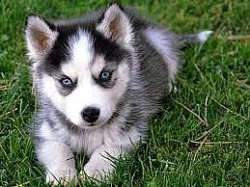 krásné sibiřský husky štěňata