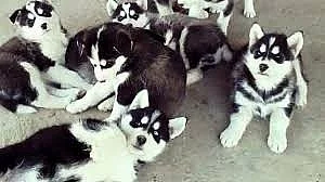 krásné sibiřský husky štěňata