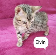 Bengálská koťata vrh E
