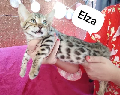 Bengálská koťata vrh E